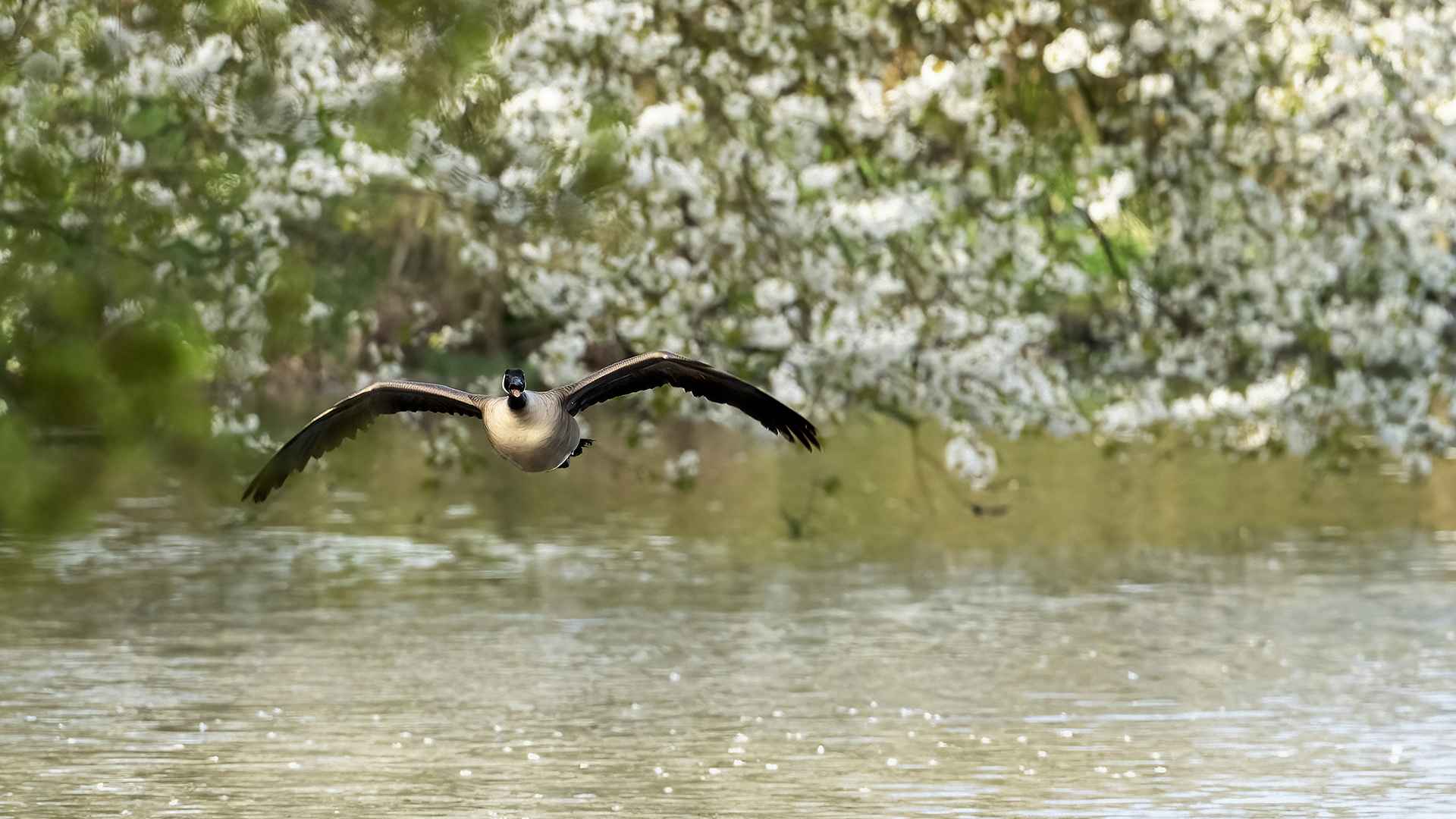 Canada Goose